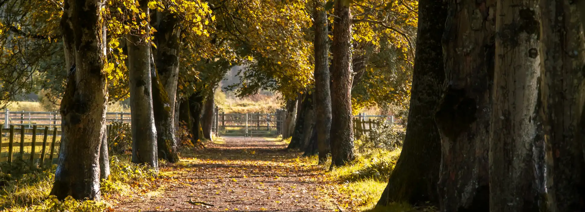 Fore Abbey St Feichin's Way, Looped Walk